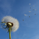 white dandelion under blue sky and white cloud