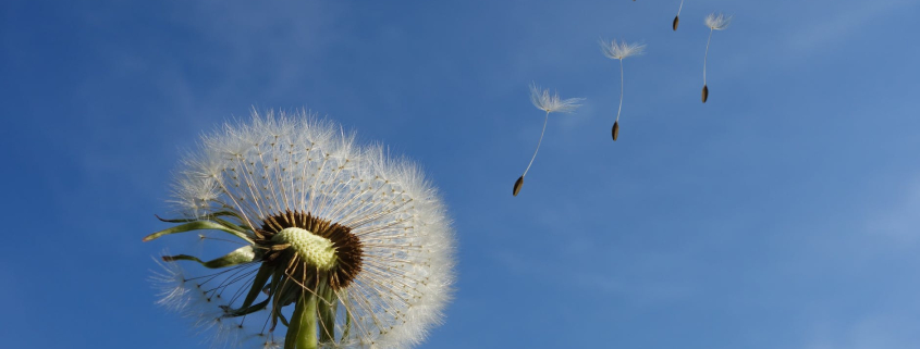 white dandelion under blue sky and white cloud